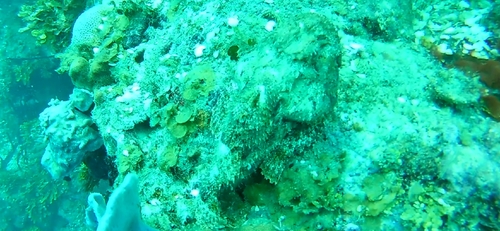 Scorpaena plumieri