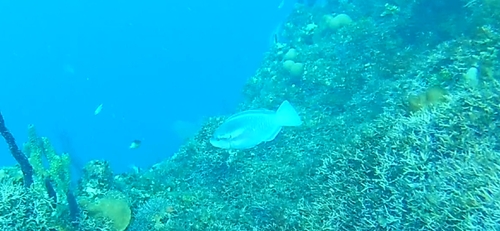 Scarus iseri