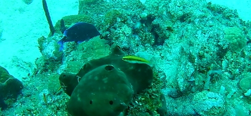 Thalassoma bifasciatum