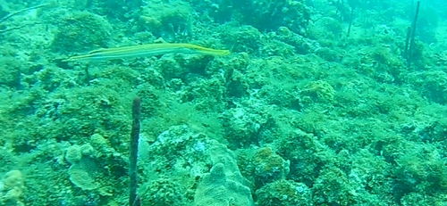 Aulostomus maculatus