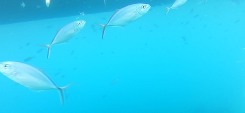 Caranx ruber