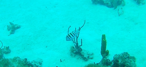 Abudefduf saxatilis