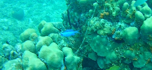 Azurina cyanea