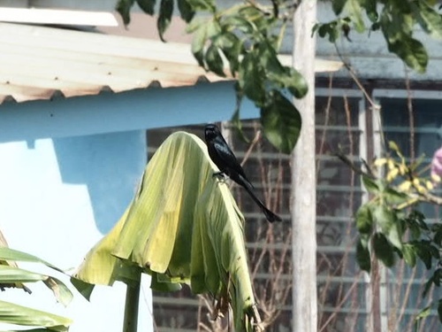 Black Drongo