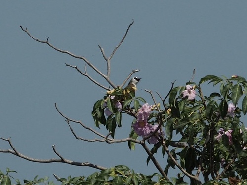 Yellow-vented Bulbul