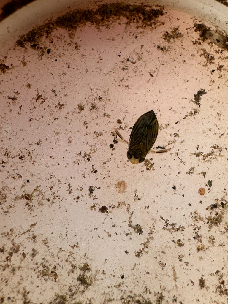 Micronecta Raccolte Micronecta from Plenty, VIC, AU on February 7, 2026 at 01:36 PM by ...