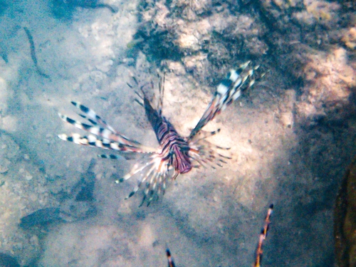 Pterois miles