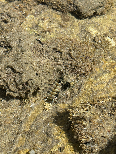 Sypharochiton pelliserpentis