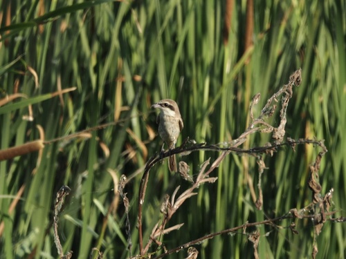 Brown Shrike