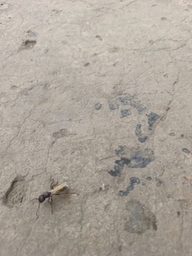 Bullet Ant