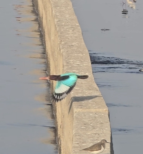 White-throated Kingfisher