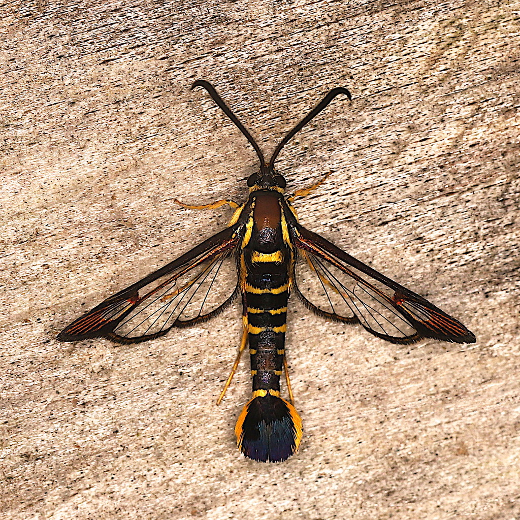 Moth Rakasa Arkansas Clearwing Moth from Dickson County, TN, USA on August 12, 2023 ...