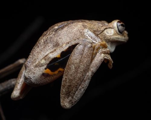 Western Laughing Tree Frog