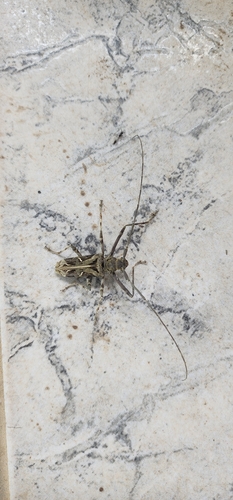 Macropophora accentifer