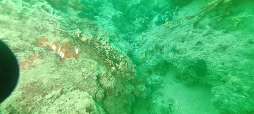 Red Scorpionfish