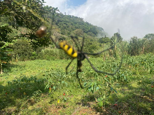 Trichonephila turneri