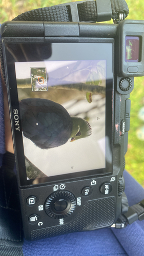 Yellow-billed Turaco