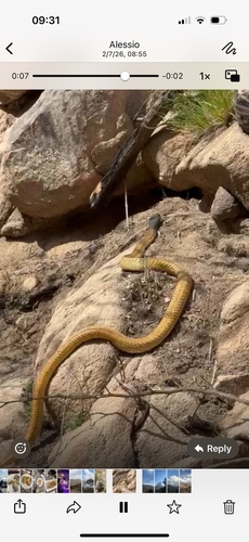 Arabian Cobra