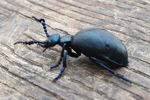 Violet Oil Beetle