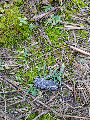 View observation of {o.common_name} on iNaturalist