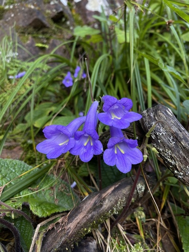 Streptocarpus longiflorus