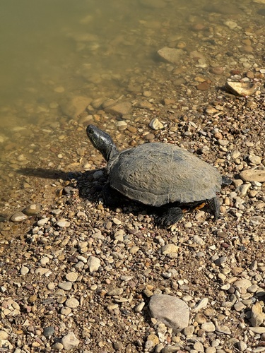 Trachemys scripta