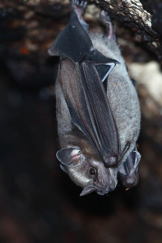 Aztec Fruit-eating Bat