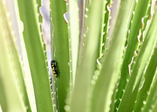 Thrincopyge alacris