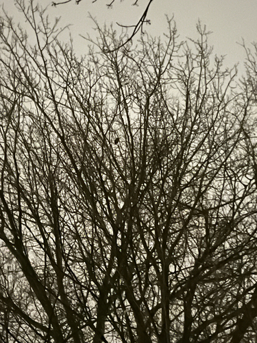 View observation of {o.common_name} on iNaturalist