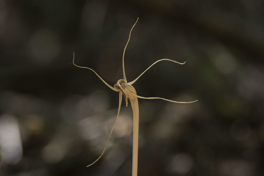 Flor de la araña