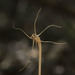 Arachnitis uniflora - Photo (c) Bernardo Segura Silva, כל הזכויות שמורות, הועלה על ידי Bernardo Segura Silva