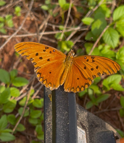Gulf Fritillary