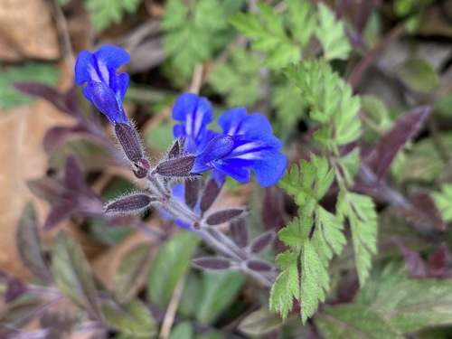 Sinaloan Sapphire Sage (Salvia sinaloensis)