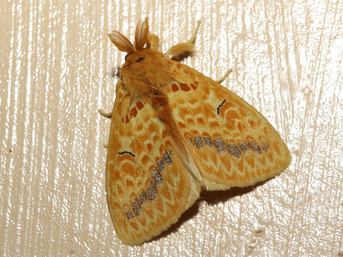 Mylantria