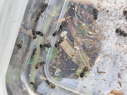 Cataulacus granulatus