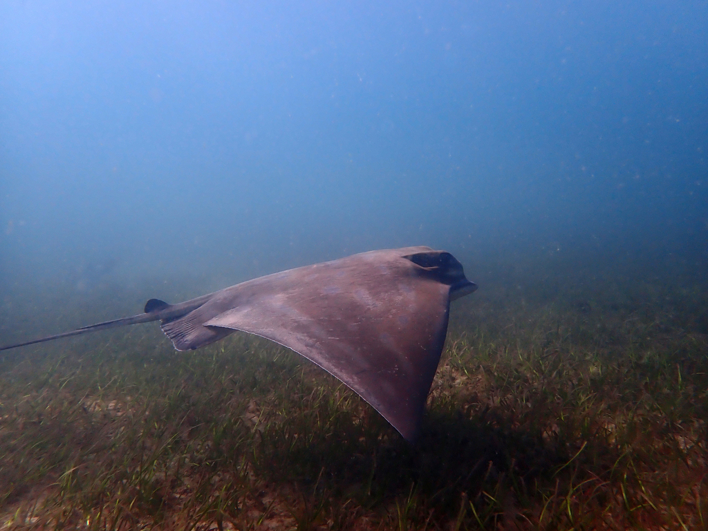 Lesser Southern Ray Southern Eagle Ray from Cabbage Tree Bay, AU-NS-MN, AU-NS, AU on ...