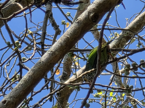 Lineated Barbet