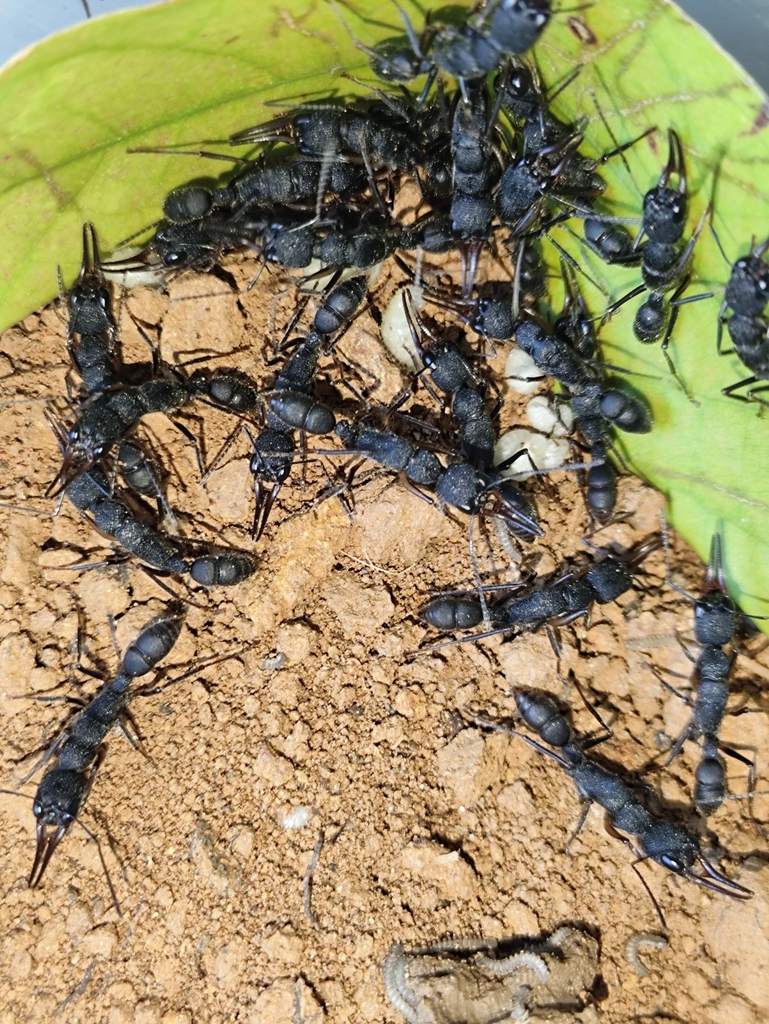 Tjanting Insects Giant Jumping Ant from Maoming, CN-GD, CN on February 03, 2026 at 02:27 ...