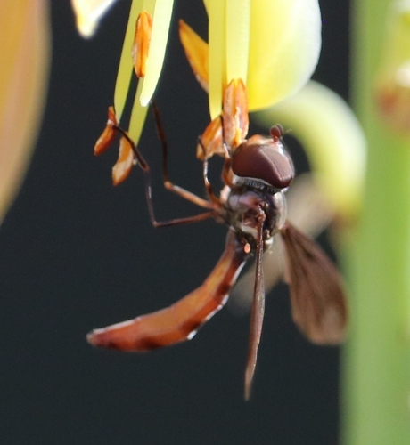 Unknown species found near Harris County, US-TX, US