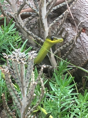 Common Tree Snake sighting