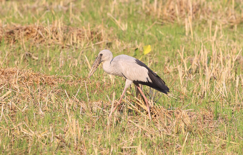 Asian Openbill