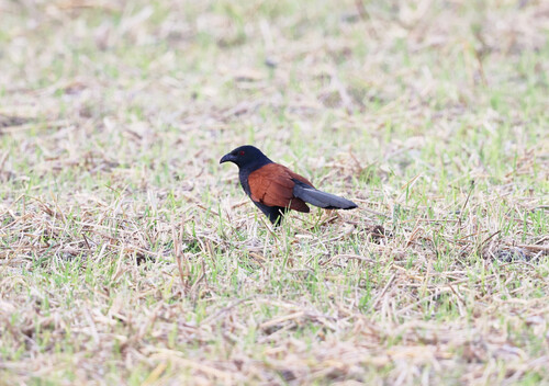 Greater Coucal