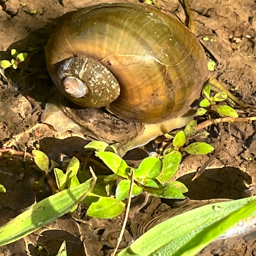 Pomacea canaliculata