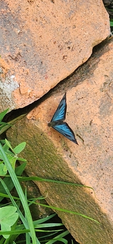 Four-spotted Sailor