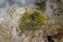 Aplysia oculifera image