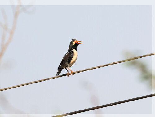 Indian Pied Starling