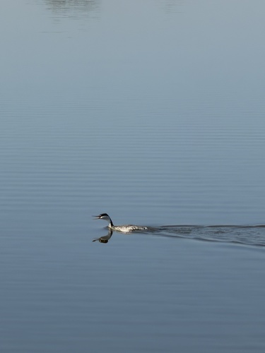 iNaturalist observation photo of Western Grebe