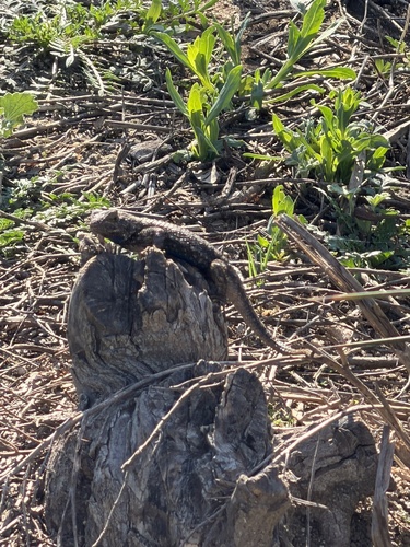 iNaturalist observation photo of Western Fence Lizard