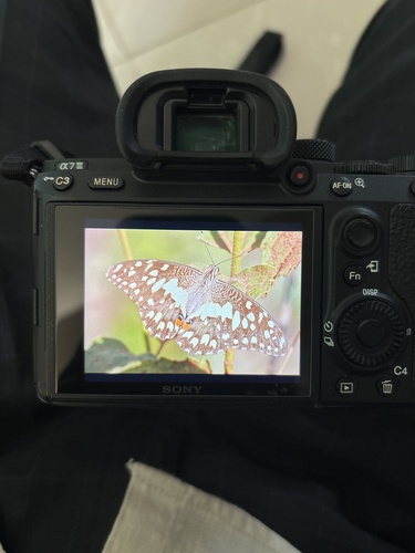 Lime Swallowtail