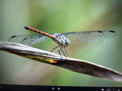 Asian Blood Tail
